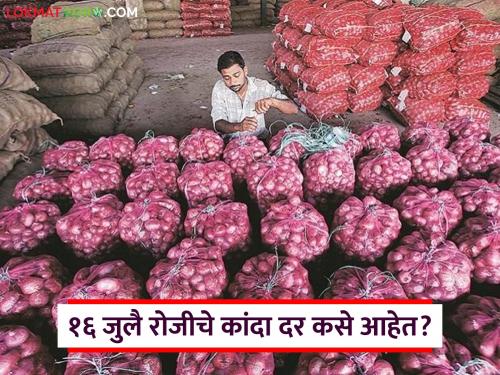 latest news kanda market Onion prices improve in Nashik lasalgaon market, read onion market prices of July 16 | Kanda Market : नाशिकच्या 'या' बाजारात कांदा दरात सुधारणा, वाचा 16 जुलैचे कांदा बाजारभाव 