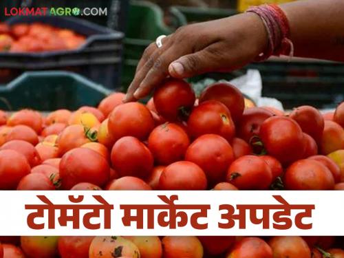 Latest News Tomato Market Highest arrival of number one tomato in Mumbai, see price details | Tomato Market : मुंबईत नंबर एकच्या टोमॅटोची सर्वाधिक आवक, आज काय भाव मिळाला? 