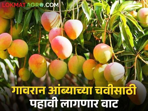Have to wait for another month to taste Gavran mango, on Akshaya Tritiya... | गावरान आंबा चाखण्यासाठी पहावी लागणार आणखी महिनाभर वाट, अक्षय तृतीयेला...