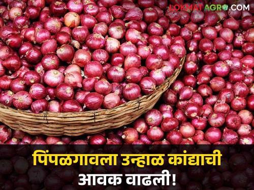 Latest News Kanda Bajarbhav todays onion market price in market yard check here kanda market | Kanda Bajarbhav : लाल कांदा आवक घटली, उन्हाळ कांद्याला काय भाव? वाचा आजचे बाजारभाव