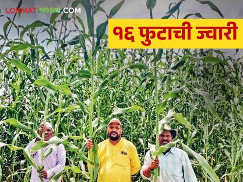 Kirtankar Maharaj Farming; The sorghum used for animal fodder grew as much as 16 feet | कीर्तनकार महाराजांची शेती; जनावरांच्या चाऱ्यासाठी केलेली ज्वारी वाढली तब्बल १६ फुट