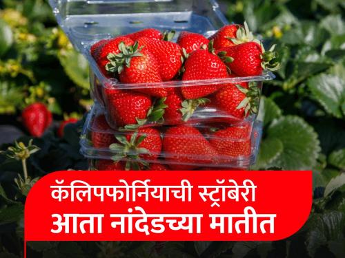 Strawberry experiment in Marathwada! Earned five lakhs in ten bundles | मराठवाड्यात स्ट्रॉबेरीचा अफलातून प्रयोग! दहा गुंठ्यात केली पाच लाखांची कमाई