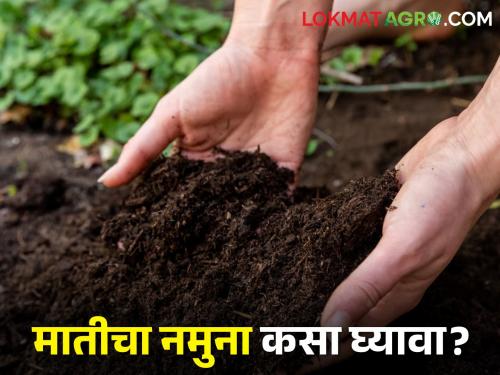 soil testing Your soil sampling method wrong Learn the scientific method | Soil Testing : मातीचा नमुना घेण्याची तुमची पद्धत चुकीची? जाणून घ्या शास्त्रशुद्ध पद्धत