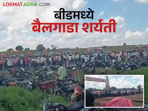 Beed Bailgada Sharyat: Bullock cart races filled in Beed! Bullock carts came from all over the state; Storm rush | Beed Bailgada Sharyat : चक्क बीडमध्ये भरल्या बैलगाडा शर्यती! राज्यभरातून आले बैलगाडे; तुफान गर्दी