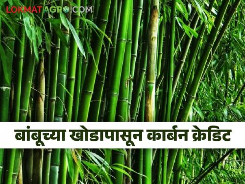 Farmers can get carbon credit from rotting bamboo trunks | कुजलेल्या बांबूच्या खोडापासून शेतकऱ्यांना मिळू शकते कार्बन क्रेडिट