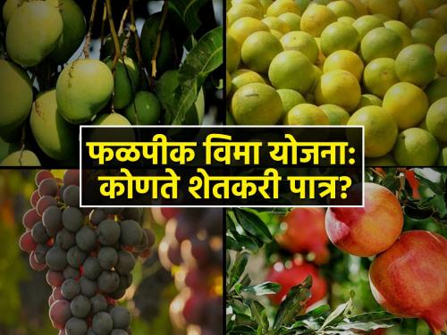 The government pays 30 percent of the insurance amount to the farmers under the Orchard Insurance Scheme | फळबाग विमा योजनेअंतर्गत शेतकऱ्यांना सरकार देते विम्याची ३० टक्के रक्कम