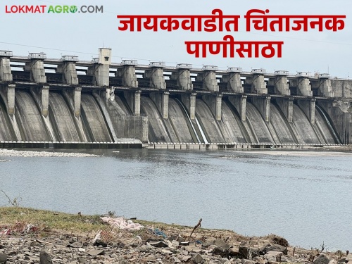 Jayakwadi dam storage is alarming, see how much water is left | जायकवाडी धरणसाठा चिंताजनक, पहा किती उरलंय पाणी
