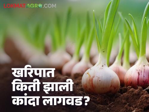 Onion Cultivation How much onion has been cultivated across the state? | Onion Cultivation : राज्यभरात खरिप कांद्याची किती झाली लागवड? काय सांगते आकडेवारी?