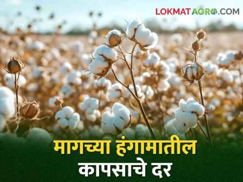 Cotton rates Bajarbhav maharashtra market yard What is the price of last season's cotton this season? | Cotton Bajarbhav : मागच्या हंगामातील कापसाला या हंगामात किती मिळतोय दर?