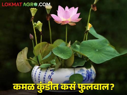 Lotus can also be planted in pots, how? Find out.. | कुंडीतही लावता येते कमळ, कसे? जाणून घ्या..