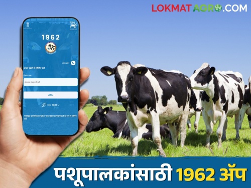 Latest News Register on 1962 app of farmers animal for national digital livestock mission | पशुपालकांनो! 1962 ॲपवर नोंदणी करा, तरच शासनाच्या योजनांचा लाभ मिळेल!
