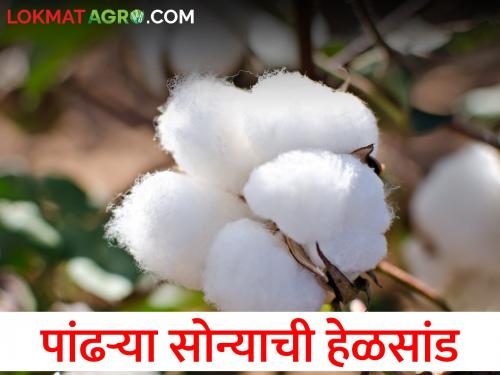 cotton market is down; Disappointment on the part of farmers | पांढऱ्या सोन्याची हेळसांड; शेतकऱ्यांच्या पदरी निराशाच