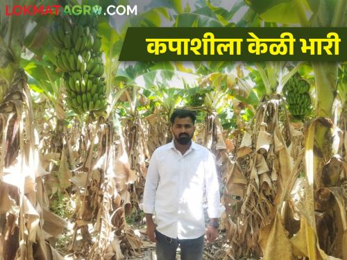 banana farming on godavari bank, father and son success story | Banana Farming : बाप लेकाची गोदावरी तीरावर केळीची शेती