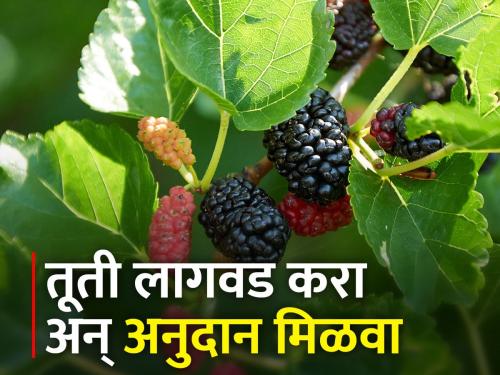 Plant silk mulberries; 3 lakh 97 thousand to get subsidy | तुती लागवड करा; ३ लाख ९७ हजार अनुदान मिळावा