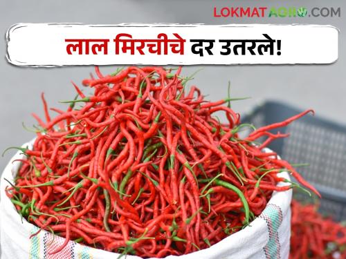 Red chilli market: Red chilli prices fell, how did the difference from Teja to Byadgi? | Red chilli Market: लाल मिरचीचे भाव पडले, तेजापासून ब्याडगीपर्यंत कसा फरक पडला?