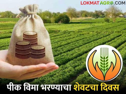 Crop Insurance : Farmers! Today is the last date for payment of crop insurance; Apply for crop insurance at Rs | Crop Insurance : शेतकऱ्यांनो! पीक विमा भरण्यासाठी आजची शेवटची तारीख; एक रूपयांत पीक विम्यासाठी अर्ज करा