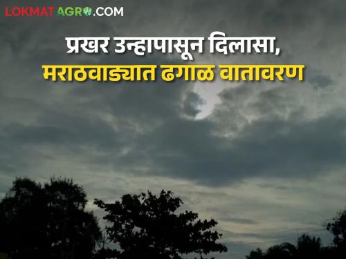 Cloudy in afternoon for next three days, chance of rain in Marathwada | पुढील तीन दिवस दुपारच्या वेळी ढगाळ, मराठवाड्यात वादळी वाऱ्याच्या पावसाची शक्यता