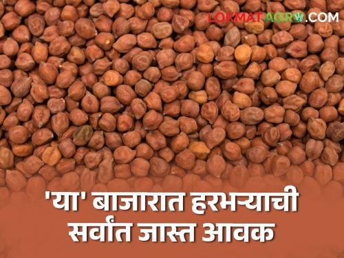 Gram price market yard imports declined across the state Where did you get the rate today? | राज्यभरात हरभऱ्याची आवक घटली; आज कुठे किती मिळाला दर? | Market Yard Rates