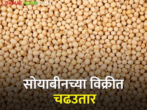 Soybean market: Soybean arrivals in the state slowed down, 244 quintals in this morning's session | soybean market: राज्यात सोयाबीन आवक मंदावली, आज सकाळच्या सत्रात २४४ क्विंटल