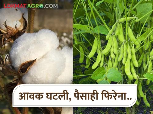 When will the price of cotton and soybeans increase? Income also decreased, money did not circulate... | कापूस, सोयाबीनचा भाव कधी वाढणार? आवकही घटली, पैसाही फिरेना...