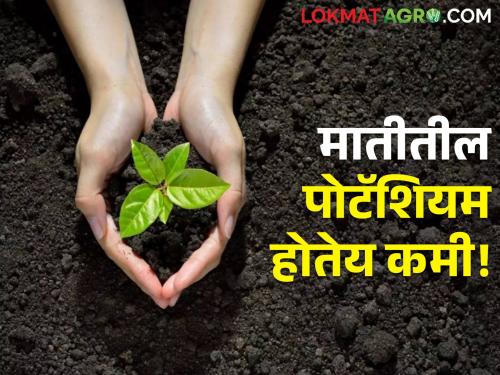 Learn these 6 ways researchers suggest to retain potassium in the soil | मातीतले पोटॅशियम टिकवण्यासाठी संशोधकांनी सुचविले हे ६ उपाय, जाणून घ्या