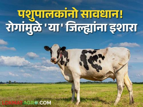 dairy farming Animals Vaccination monsoon season lumpy skin disease animal husbandary department 11 district alert | Animals Vaccination : पावसाळ्यात 'या' रोगांचा प्राण्यांवर होऊ शकतो प्रादुर्भाव; ११ जिल्ह्यांना सतर्कतेचा इशारा