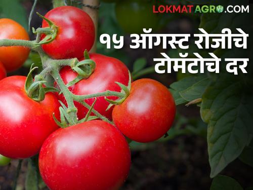 Tomato Rates : Arrival of red tomatoes at only 3 places on Independence Day; How much is the rate? | Tomato Rates : स्वातंत्र्यदिनाच्या दिवशी लाल टोमॅटोची केवळ ३ ठिकाणी आवक; किती मिळतोय दर?