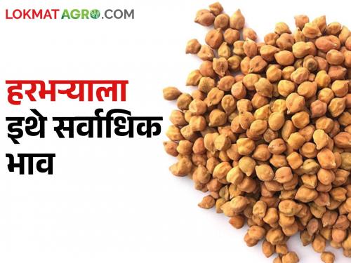 Chick Pea: Chick pea fetches the highest price in these 4 market committees today | Chick Pea: आज या ४ बाजारसमितींमध्ये हरभऱ्याला मिळतोय सर्वाधिक भाव