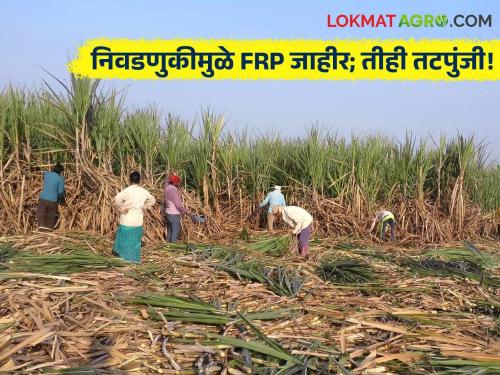 The increased Sugarcane FRP does not benefit farmers, this is a political decision of the central government" | FRP : "वाढवलेल्या एफआरपीचा शेतकऱ्यांना फायदा नाही, केंद्र सरकारचा हा राजकीय निर्णय"