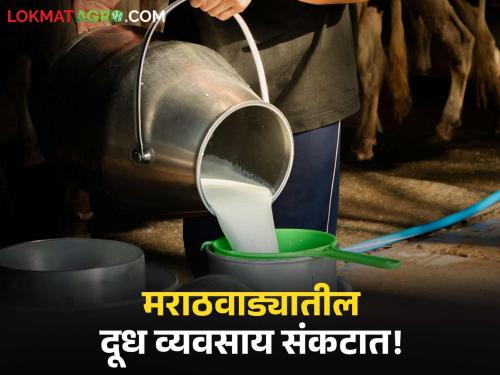 Milk Industry: Milk business in Marathwada is in danger due to outside brands, | Milk Industry : बाहेरील ब्रँड्समुळे मराठवाड्यातील दूध व्यवसाय धोक्यात! संघाच्या दूध विक्रीत ३ वर्षांमध्ये ४०% घट