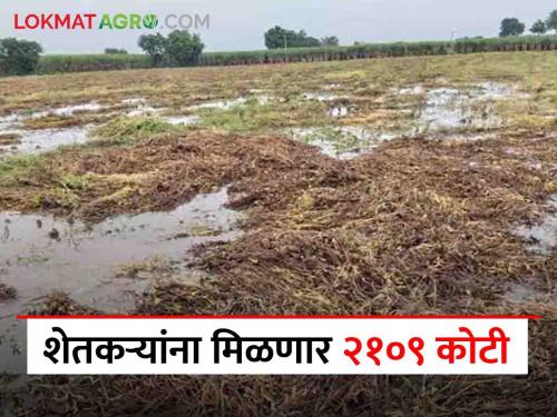 In November and December 2023, farmers will get help at a new rate for unseasonal rain and hail crop damage | नोव्हेंबर व डिसेंबर २०२३ अवेळी पाऊस व गारपीट नुकसानाकरिता शेतकऱ्यांना मिळणार नवीन दराने मदत