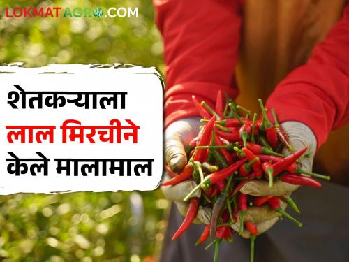 Success Story: Red pepper made the farmer rich, income of 30 lakhs | Success Story: शेतकऱ्याला लाल मिरचीने केले मालामाल, ३० लाखांचे झाले उत्पन्न