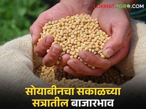 Soybean rates today: In Dharashiv along with Hingoli, yellow soybeans are fetching these market prices in the morning session. | Soybean rates today: हिंगोलीसह धाराशिवमध्ये पिवळ्या सोयाबीनला सकाळच्या सत्रात असा मिळतोय बाजारभाव