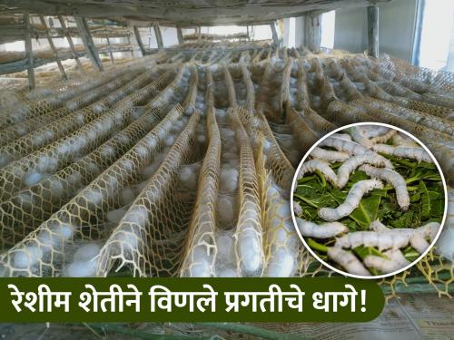 The way of sericulture! 6 lakhs per annum, excluding expenses, from Tuti cultivation | रेशीम शेतीतून साधला मार्ग! तूती लागवडीतून खर्च वगळून वर्षाकाठी ६ लाखांचे उत्पन्न