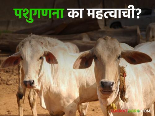 Pashu Ganana 2024 : How the 21st livestock census is different from the previous livestock census Read more in deatil | Pashu Ganana 2024 : आत्तापर्यंत केलेल्या पशुगणनेत २१ वी पशुगणना कशी वेगळी आहे वाचा सविस्तर