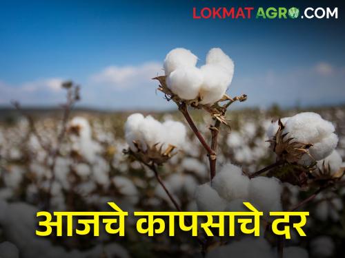 maharashtra agriculture farmer todays cotton rates in market yards | आज राज्यात कापसाला किती मिळाला दर? जाणून घ्या