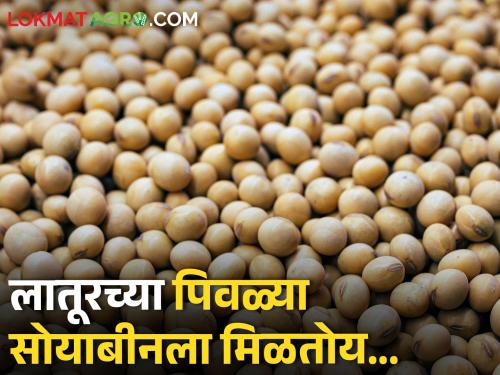 Soybean market: The market price of yellow soybeans of Latur, what is the situation in other places? | soybean market:लातूरच्या पिवळ्या सोयाबीनला मिळतोय असा बाजारभाव, उर्वरित ठिकाणी काय स्थिती?