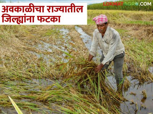 Bad weather has hit the state, many districts of Konkan, Marathwada have been affected; extreme damage | राज्यात अवकाळीचा तडाखा, कोकण, मराठवाड्यातील अनेक जिल्ह्यांना फटका; अतोनात नुकसान