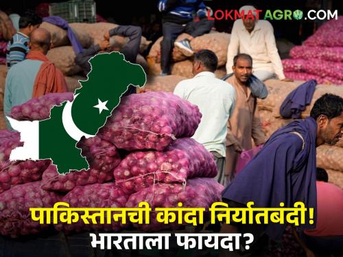 Pakistan banned onion export! How much will Indian onion benefit? Know in detail | पाकिस्तानने केली कांदा निर्यातबंदी! भारतीय कांद्याला किती होणार फायदा? जाणून घ्या सविस्तर