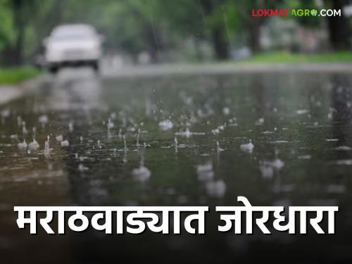 Marathwada Rain Update: Yellow alert for rain in Marathwada, lightning with gale force winds | Marathwada Rain Update: मराठवाड्यात पावसाचा यलो अलर्ट, वादळी वाऱ्यासह विजांचा कडकडाटही