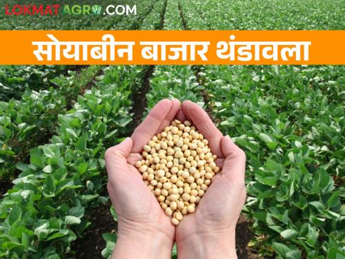 Soybean Market today: Soybean market has cooled down, per quintal is getting only this price | Soybean Market today: सोयाबीन मार्केट थंडावले, प्रतिक्विंटल मिळतोय केवळ एवढा भाव