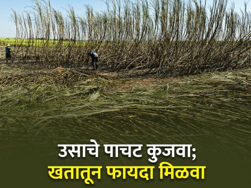 agriculture farmer farm management organic fertilizer Decompose sugarcane bagasse benefit from manure | शेतकऱ्यांनो उसाचे पाचट जाळू नका! कुजवा अन् खतातून असा मिळवा फायदा