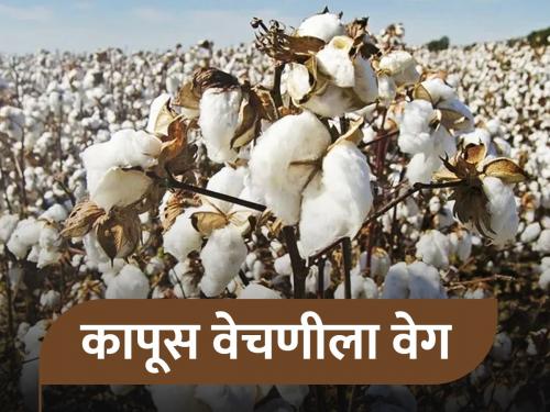 Due to the cloudy weather, the cotton picking speed up, the farmers are anxious due to the shortage of labourers | भिजलेला कापूस पदरात पाडून घेण्यासाठी लगबग, मजूरांच्या कमतरतेमुळे शेतकऱ्यांची तारांबळ