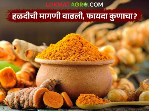 Turmeric production in Marathwada has increased! How much does it benefit farmers? | Termeric : मराठवाड्यातील हळद उत्पादन वाढले!  शेतकऱ्यांना फायदा किती?