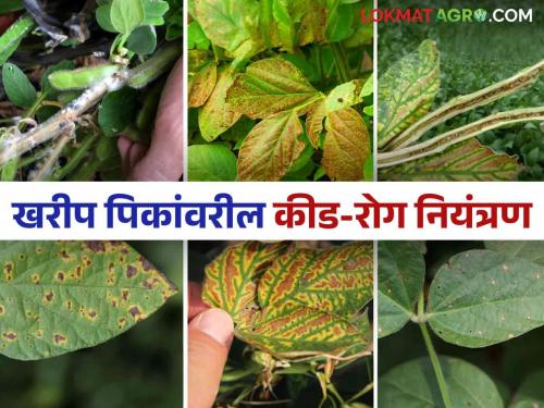 Crop Management Management of pests and diseases on soybean, cotton, maize crops in Kharip | Crop Management : खरिपातील सोयाबीन, कापूस, मका पिकांवरील कीड-रोगांचे असे करा व्यवस्थापन