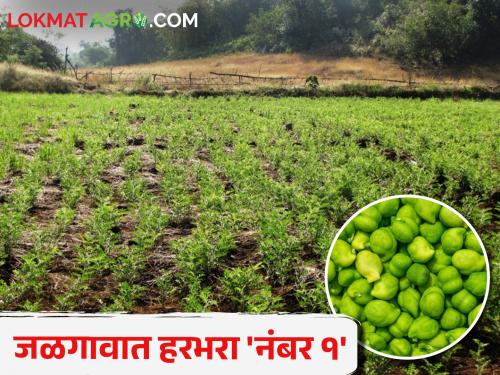 Gram is 'number one' in Jalgaon, the price is getting per quintal | जळगावात हरभरा 'नंबर वन', क्विंटलमागे मिळतोय एवढा भाव