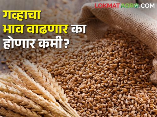 This year, wheat will bring wealth to the farmers? This is the math of demand and price in the market. | यंदा गहू शेतकऱ्यांना मालामाल करणार का? बाजारपेठेत असे आहे सध्या मागणी अन् भावाचं गणित..