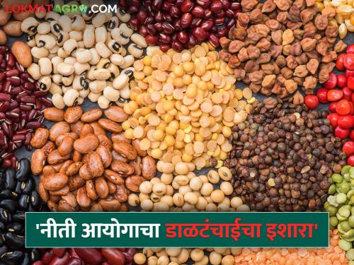 Pulses will have to be imported in the future! What does the Niti Aayog report say? | भविष्यात डाळी आयात कराव्या लागणार! नीती आयोगाचा रिपोर्ट काय सांगतो?