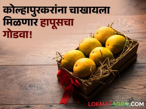 Kolhapurkars now enjoy Hapus! Mango festival held in your city; Buy from farmers | कोल्हापुरकरांनो आता घ्या हापूसचा आनंद! १९ मे पासून भरणार पणनचा आंबा महोत्सव