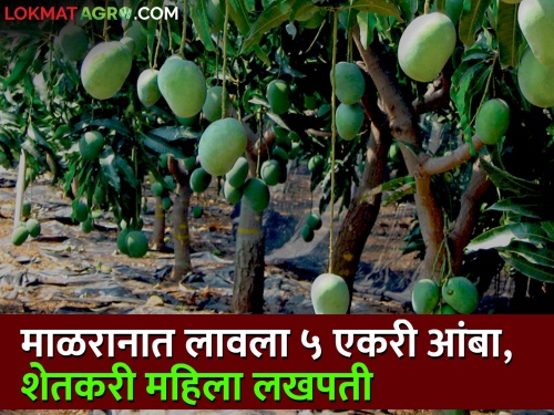 A saffron mango garden was planted on 5 acres of silt in the Malran land, got a production of 55 lakhs! | माळरान जमिनीत ५ एकरावर फुलविली केशर आंब्याची बाग , मिळाले ५५ लाखांचे उत्पादन!